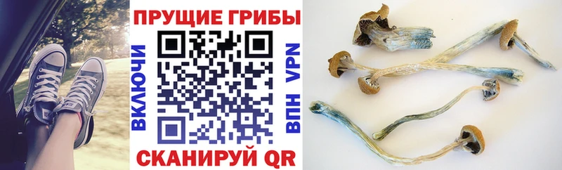 Галлюциногенные грибы мицелий что такое Кирово-Чепецк